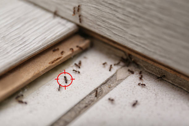 Best Pest Inspection Near Me  in South Fulton, GA