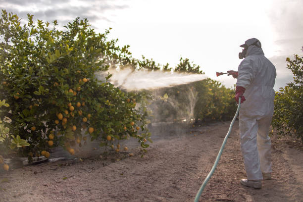 Best Local Pest Control Services  in South Fulton, GA